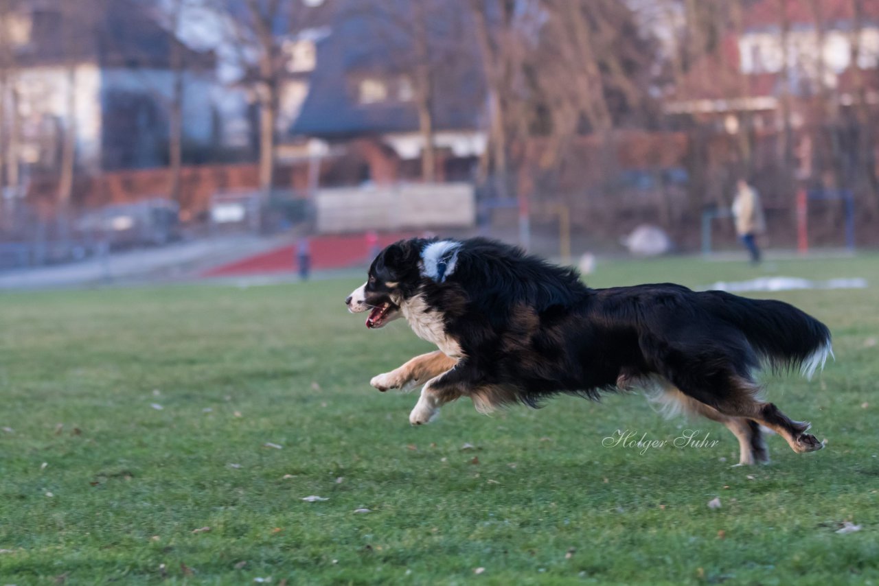 Bild 24 - Hundeshooting